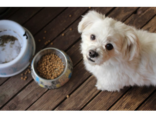 "Upgrade Your Pet's Lifestyle with Exclusive Pet best food for dog - Shop Now!"